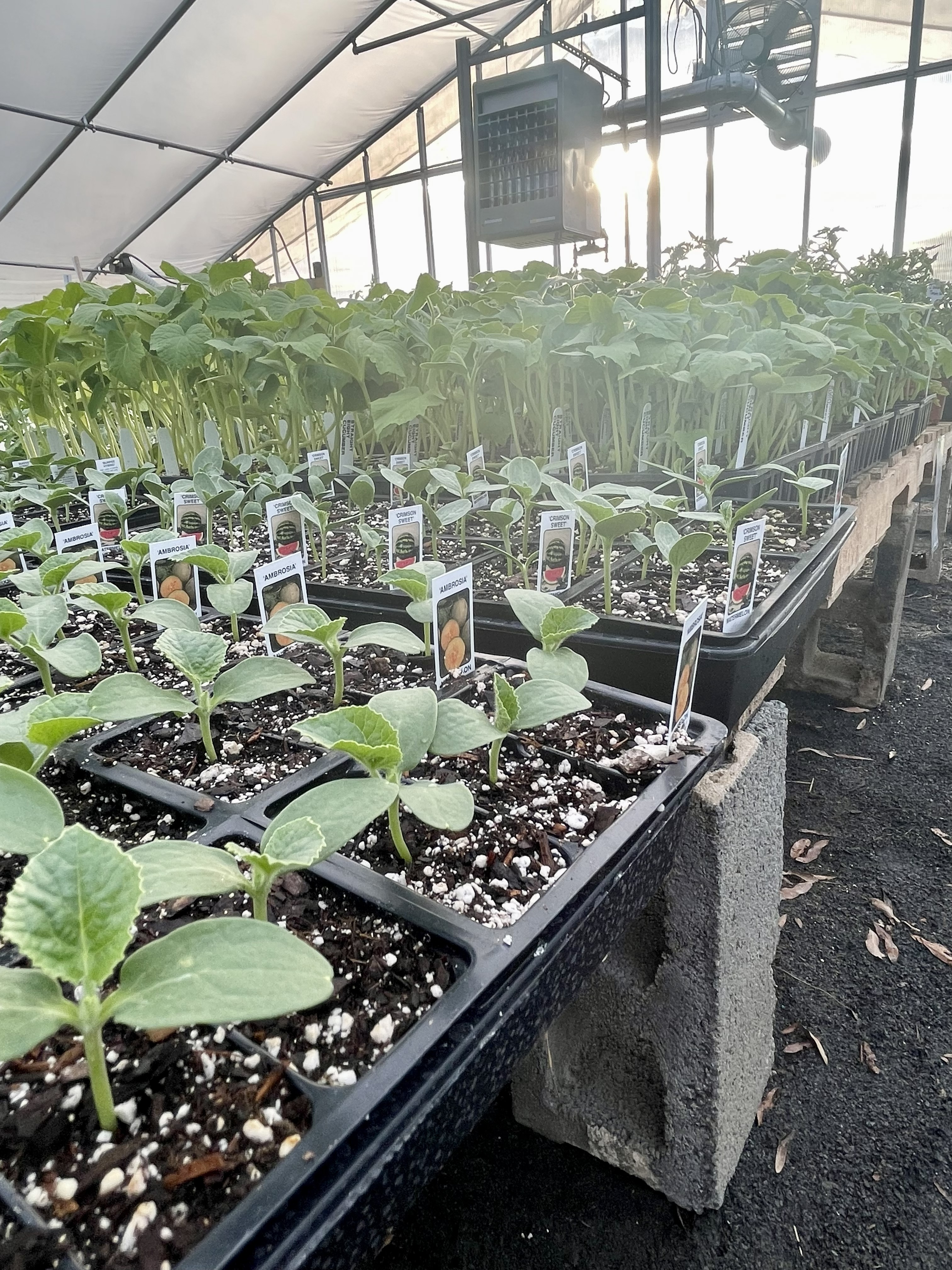 Purchased plant plugs