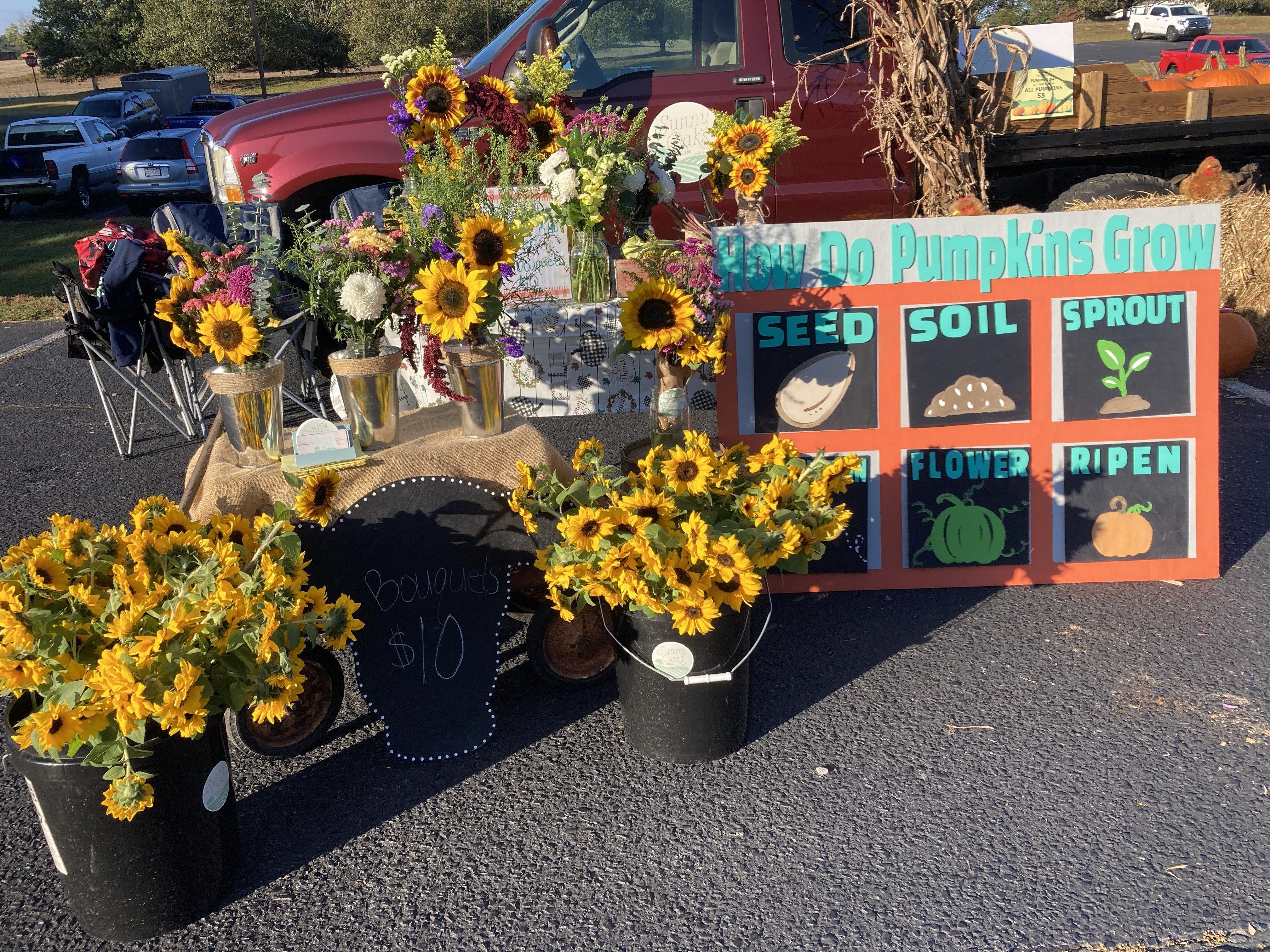 Transplanting seedlings into garden